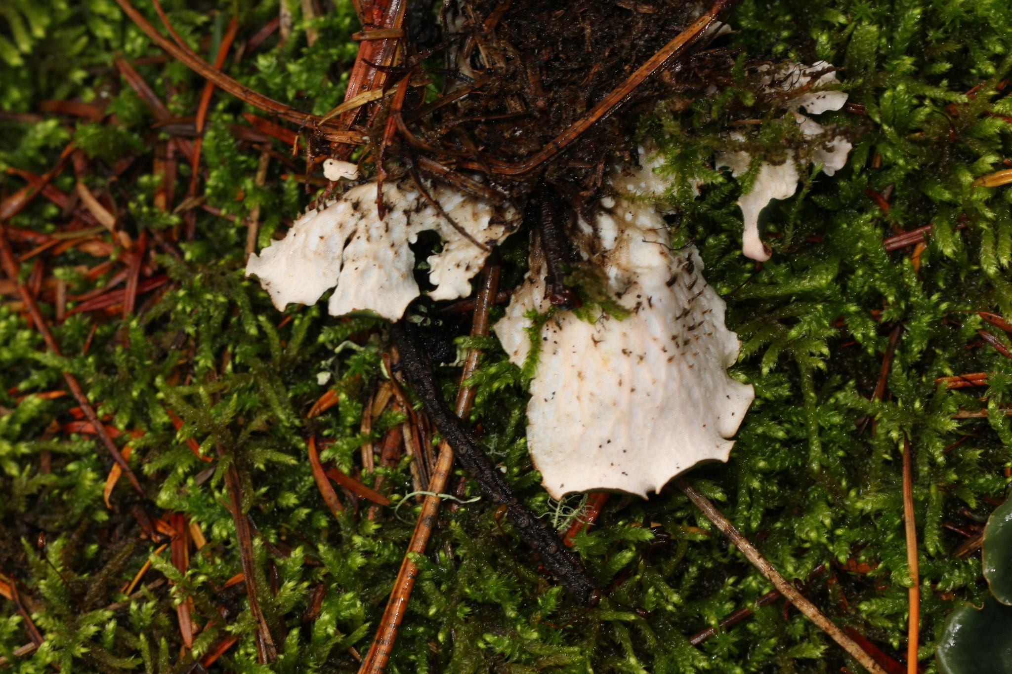 Peltigera polydactylon image
