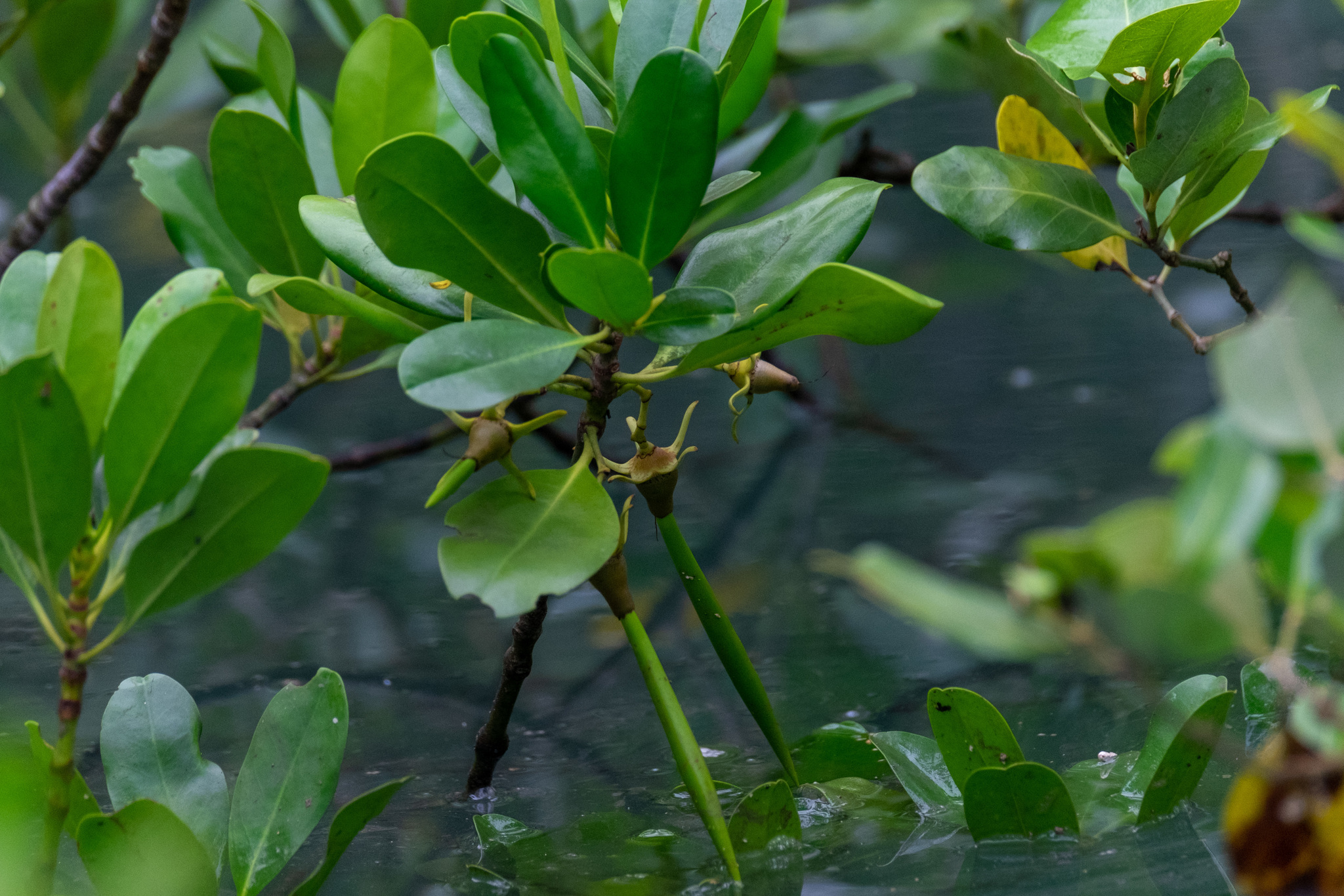 Kandelia obovata — ảnh 2