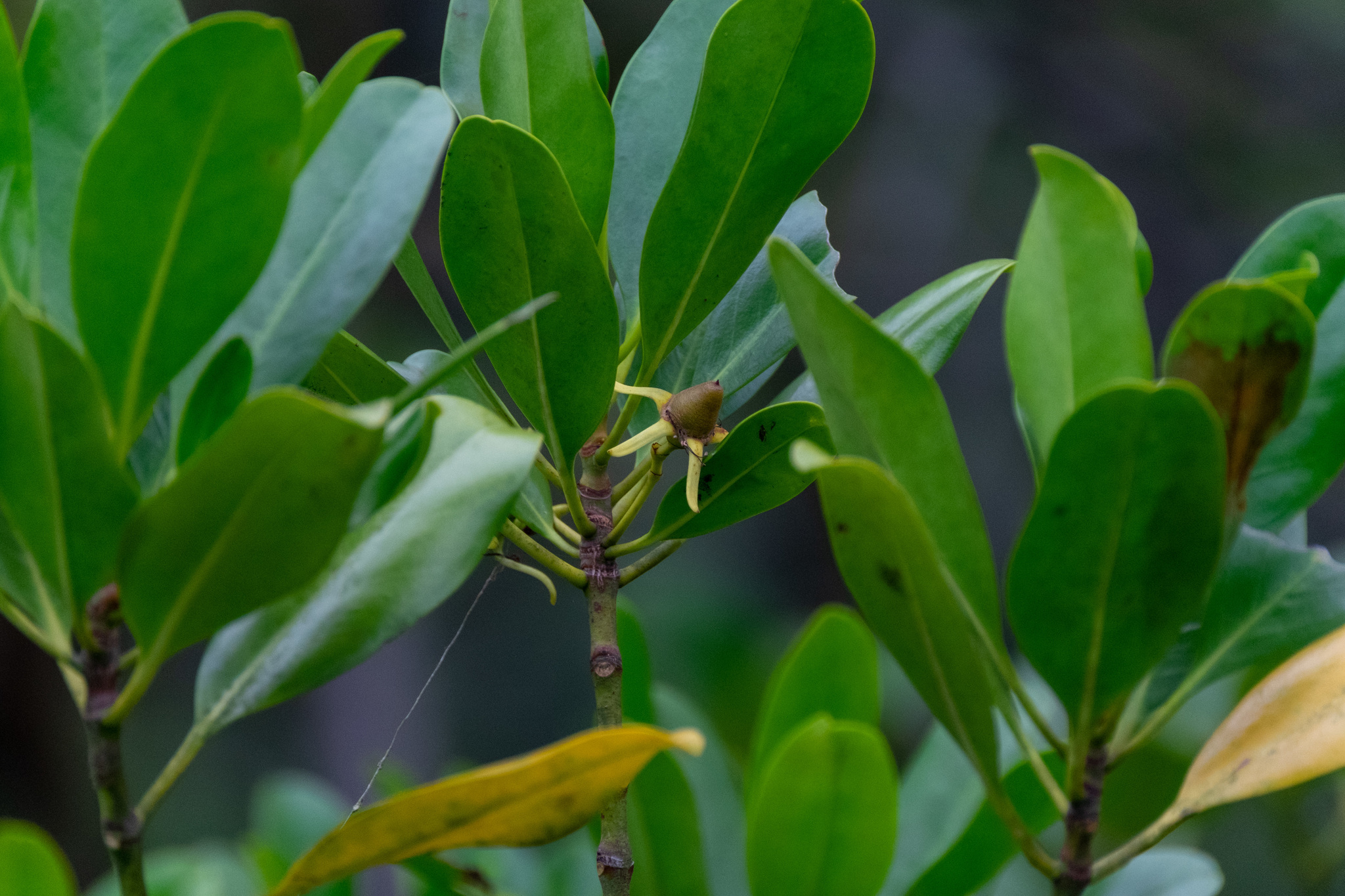 Kandelia obovata — ảnh 3