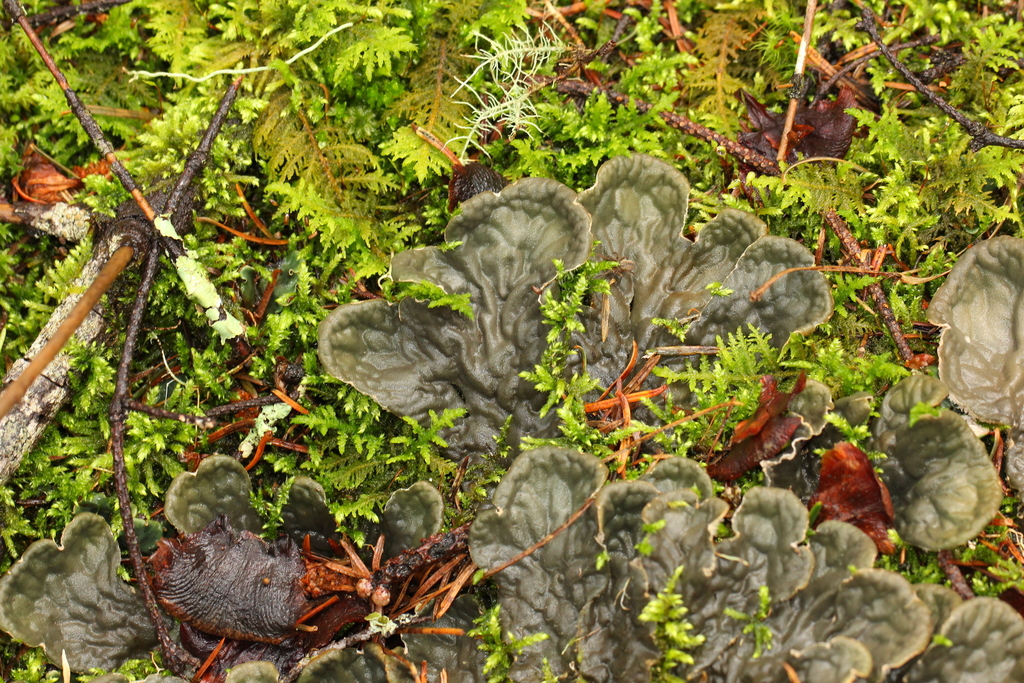 Peltigera fibrilloides