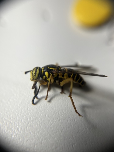 Unknown species found near E State Blvd, Fort Wayne, IN, US