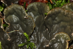 Peltigera fibrilloides