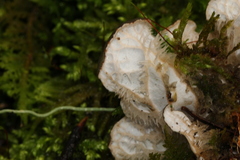 Peltigera fibrilloides