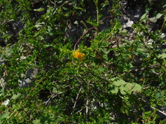 Turnera diffusa
