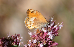 Coenonympha dorus