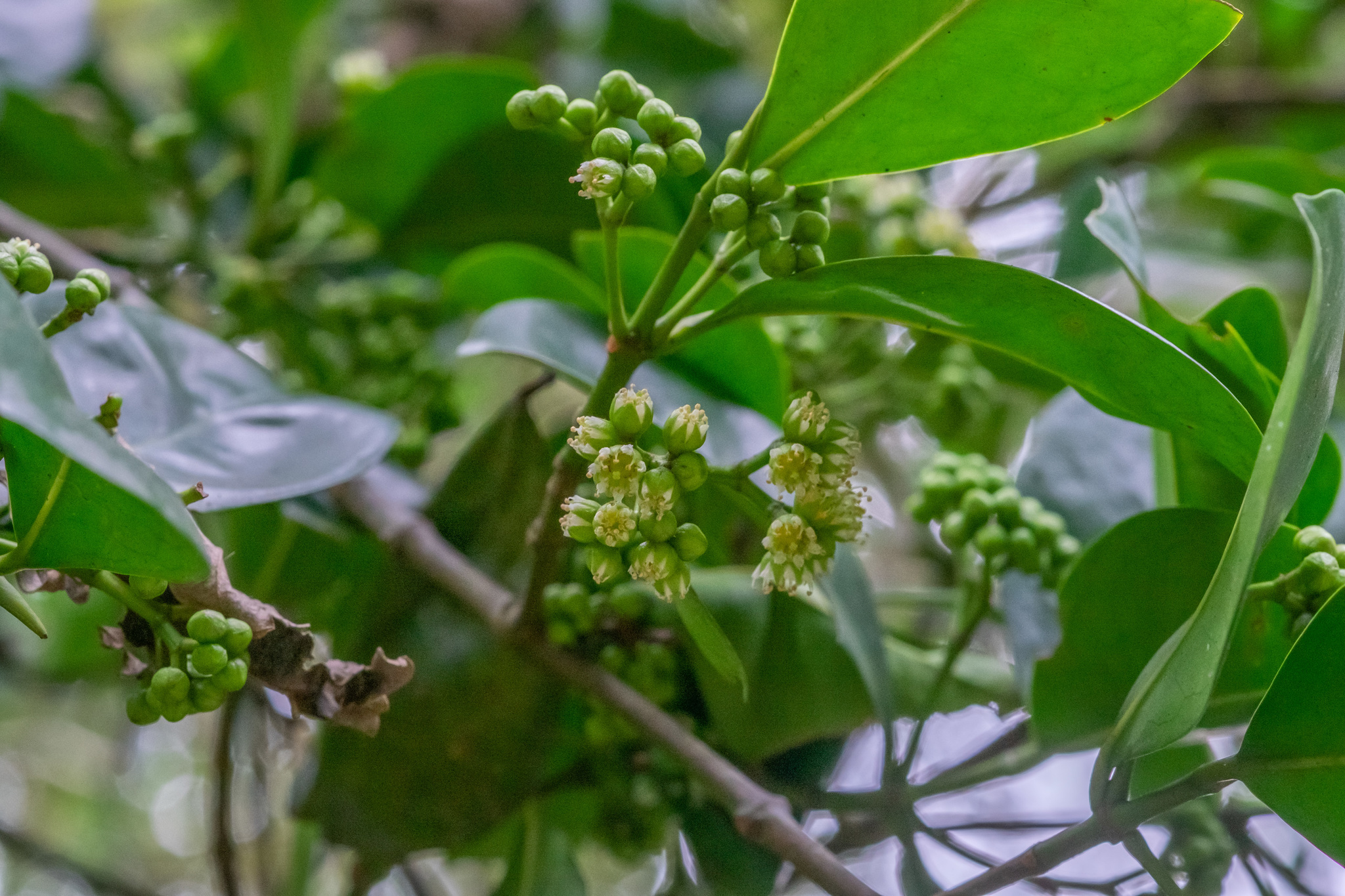 Carallia brachiata — ảnh 2