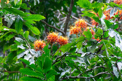 Saraca