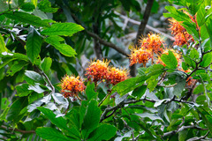 Saraca