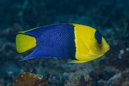 Angelfish (Centropyge bicolor) — Pomacanthidae — 4