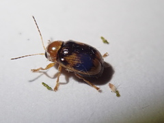 Cryptocephalus pusillus