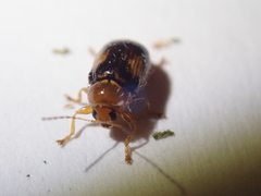 Cryptocephalus pusillus