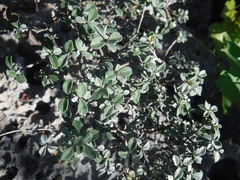 Tabebuia microphylla