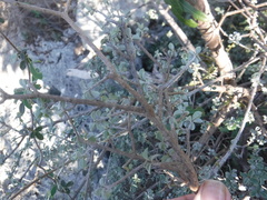 Tabebuia microphylla