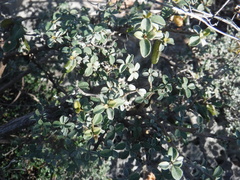 Tabebuia microphylla