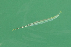 Zenarchopterus