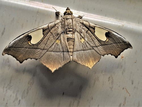 Midila lamia