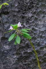 Impatiens verrucifer