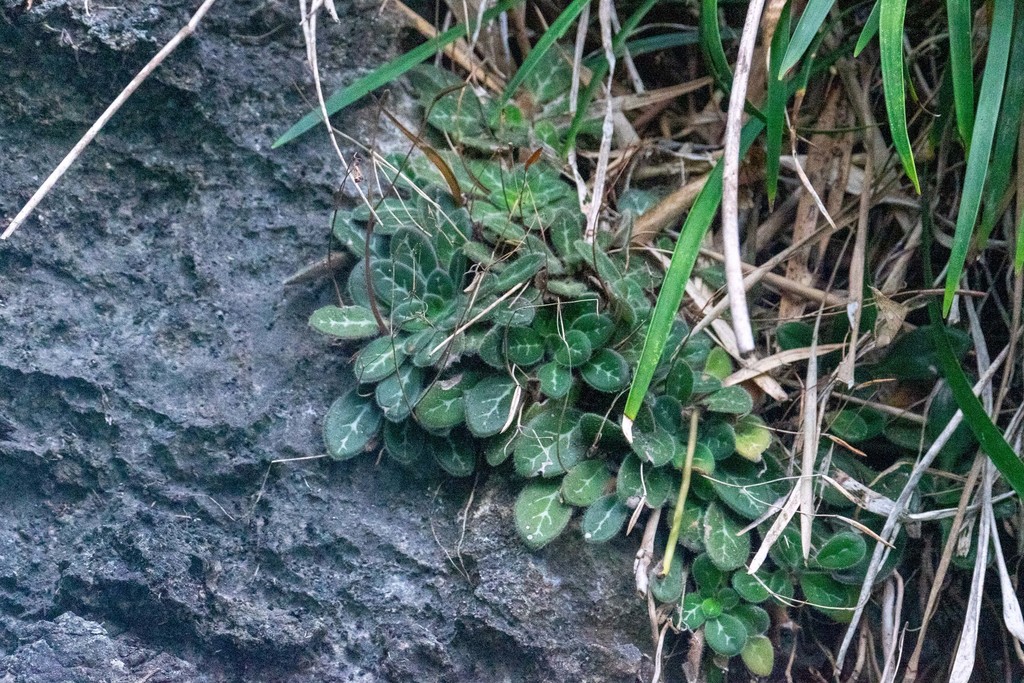 Primulina gemella (Primulina gemella)