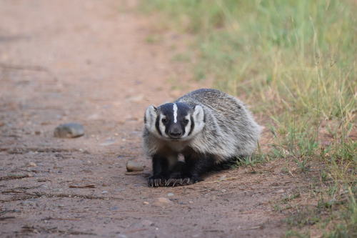 American Badger photographed in Wisconsin