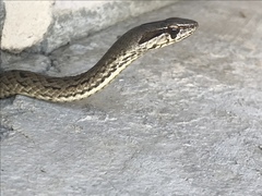 Cubophis cantherigerus