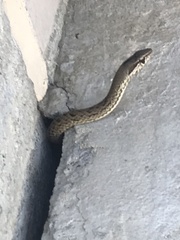 Cubophis cantherigerus