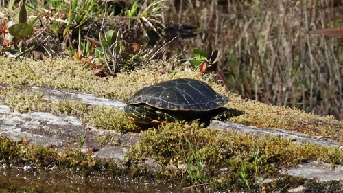 Painted Turtle