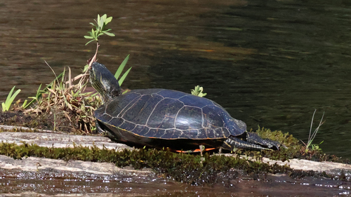 Painted Turtle