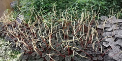 Peperomia caperata