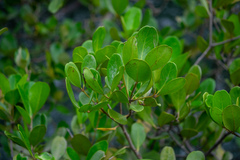 Aegiceras corniculatum