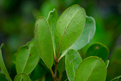 Aegiceras corniculatum