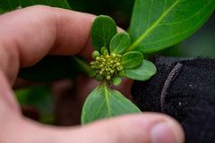 Aegiceras corniculatum