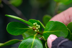 Aegiceras corniculatum