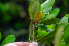 Aegiceras corniculatum
