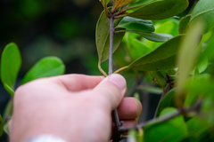 Aegiceras corniculatum