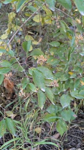 Philadelphus lewisii