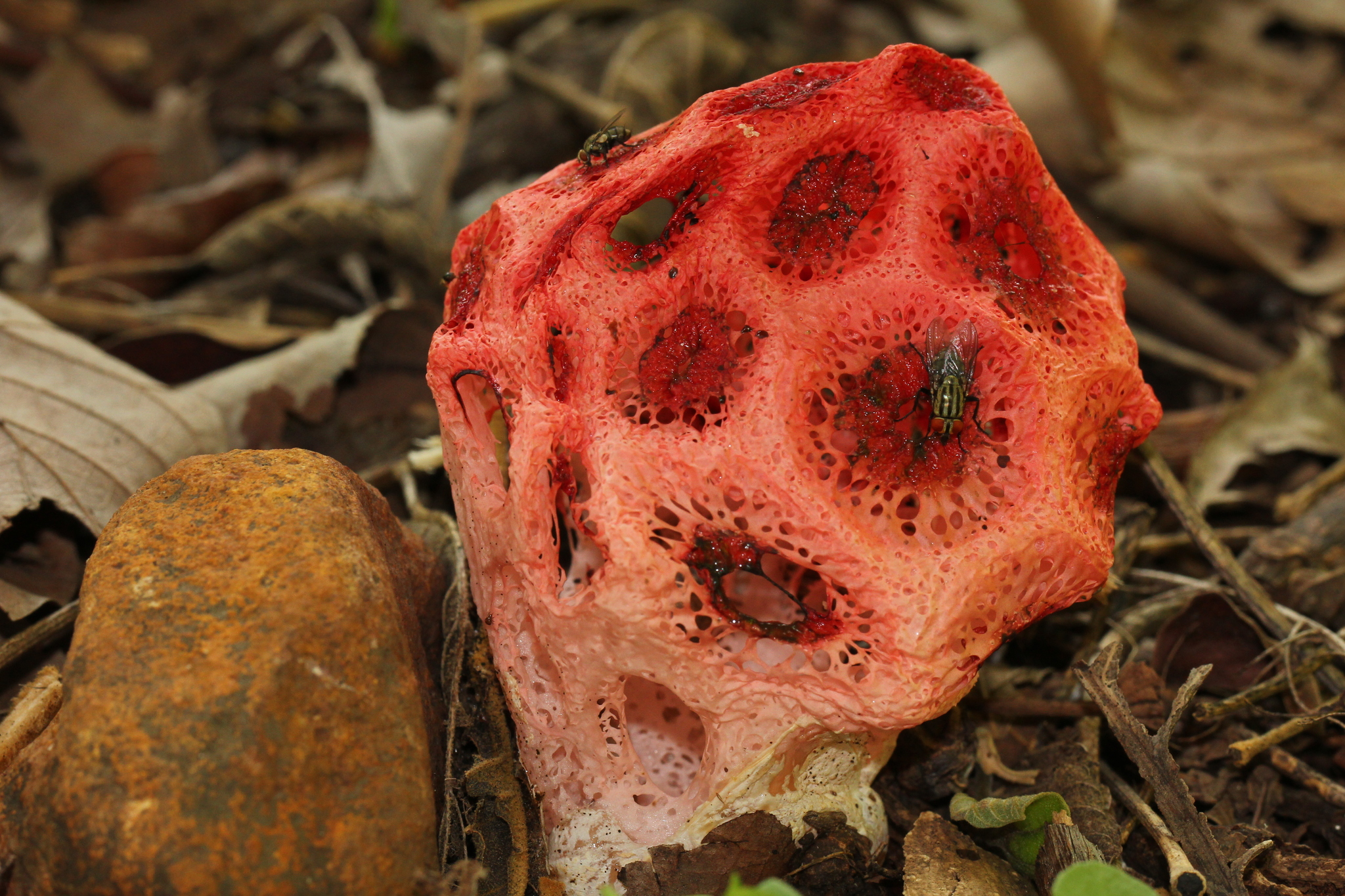 Clathrus crispus image