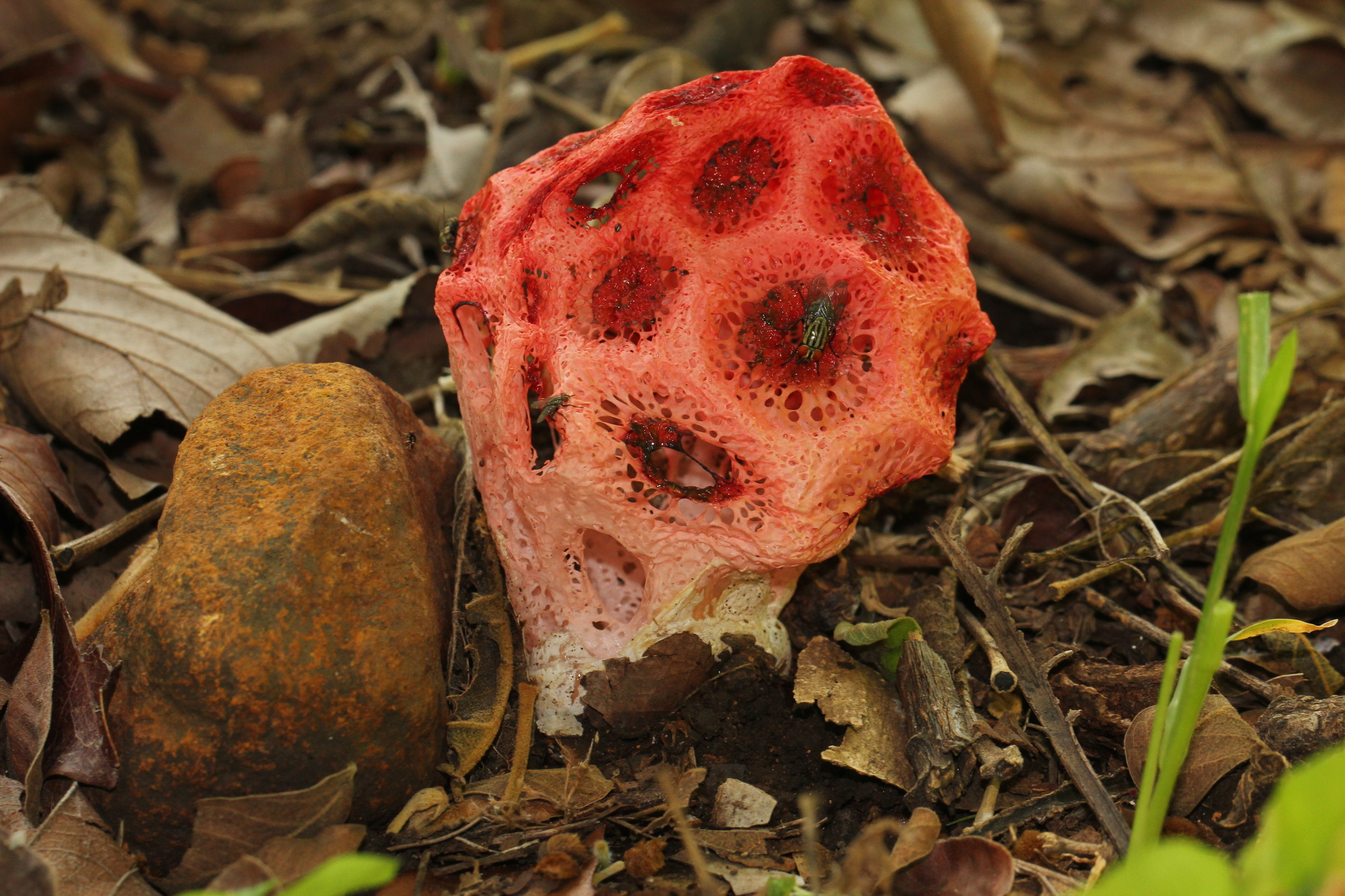 Clathrus crispus image