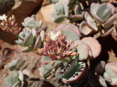 Crassula arborescens
