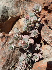 Crassula arborescens