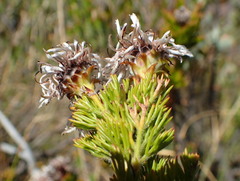 Serruria dodii
