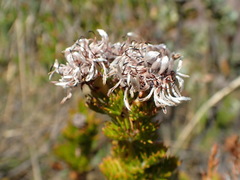 Serruria dodii