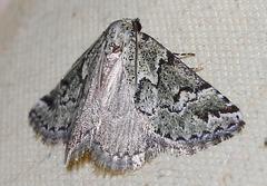 Tegiapa virescens