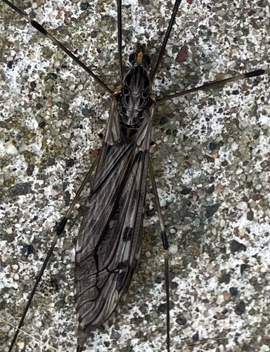 Unknown species found near Iowa, US