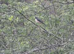 Turdus reevei
