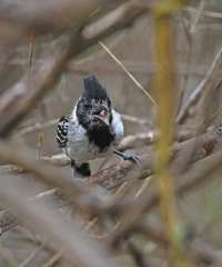 Thamnophilus bernardi