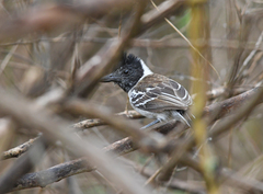Thamnophilus bernardi