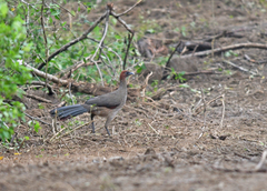 Ortalis erythroptera