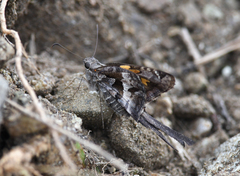 Chioides iverna