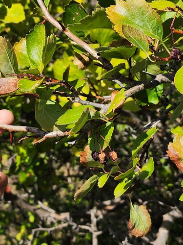 Crataegus douglasii