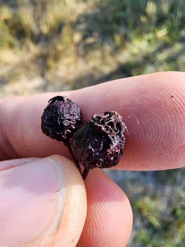 Crataegus douglasii